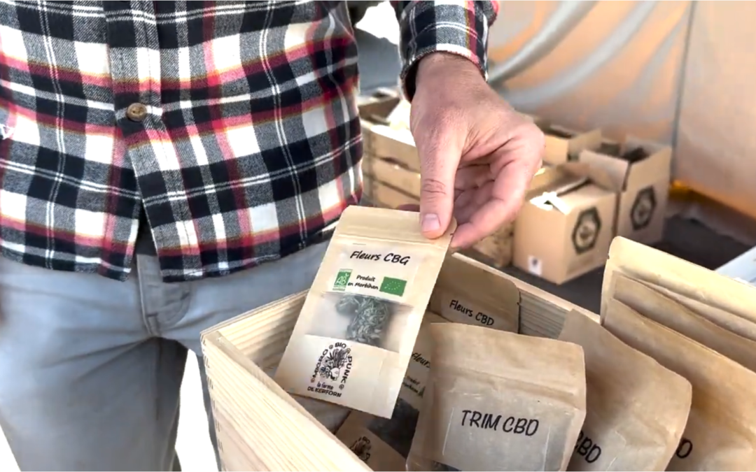 Achat revente dans le chanvre : un modèle simple pour se lancer et développer son activité