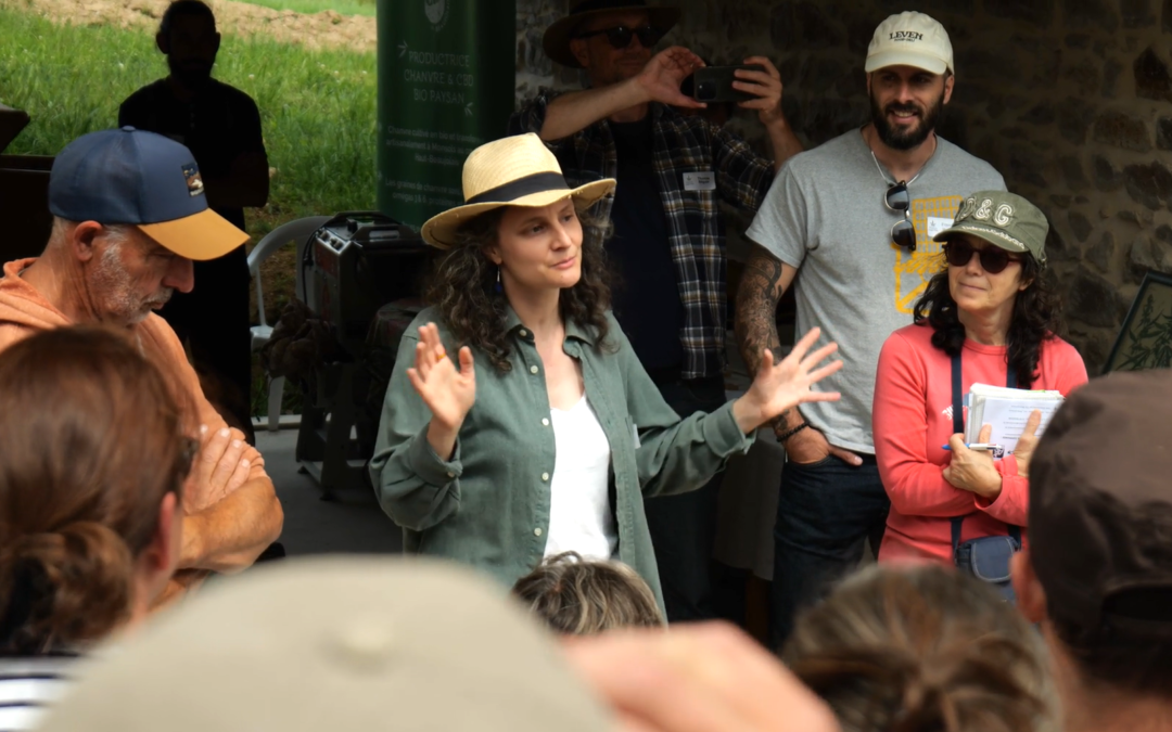 Les 7 business modèles du chanvre : guide complet pour diversifier son activité